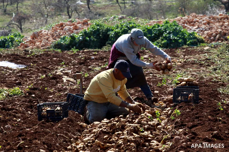 Palestinian farmers harvest the annual potato crop at al-Faraa refugees camp near the West Bank City of Jenin, February 09, 2014. Photo by Nedal Eshtayah