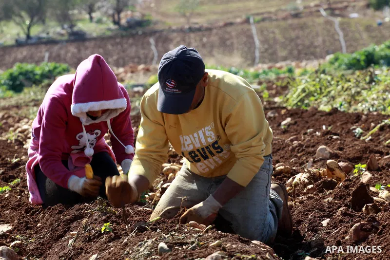 Palestinian farmers harvest the annual potato crop at al-Faraa refugees camp near the West Bank City of Jenin, February 09, 2014. Photo by Nedal Eshtayah