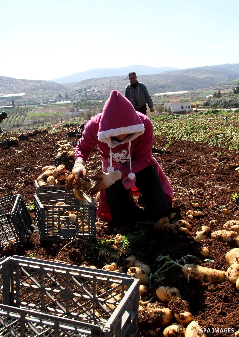 A Palestinian female farmer harvests the annual potato crop at al-Faraa refugees camp near the West Bank City of Jenin, February 09, 2014. Photo by Nedal Eshtayah