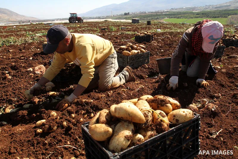 Palestinian farmers harvest the annual potato crop at al-Faraa refugees camp near the West Bank City of Jenin, February 09, 2014. Photo by Nedal Eshtayah