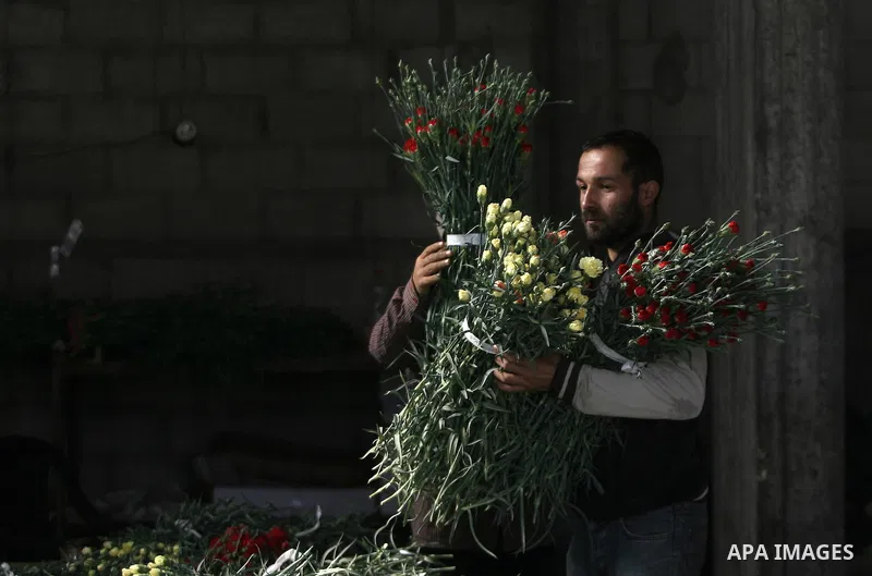 A Palestinian laborer picks carnations to be sold on Valentine's Day, in at a flower farm in Rafah in the southern Gaza Strip on Feb. 12, 2014. Photo by Eyad Al Baba