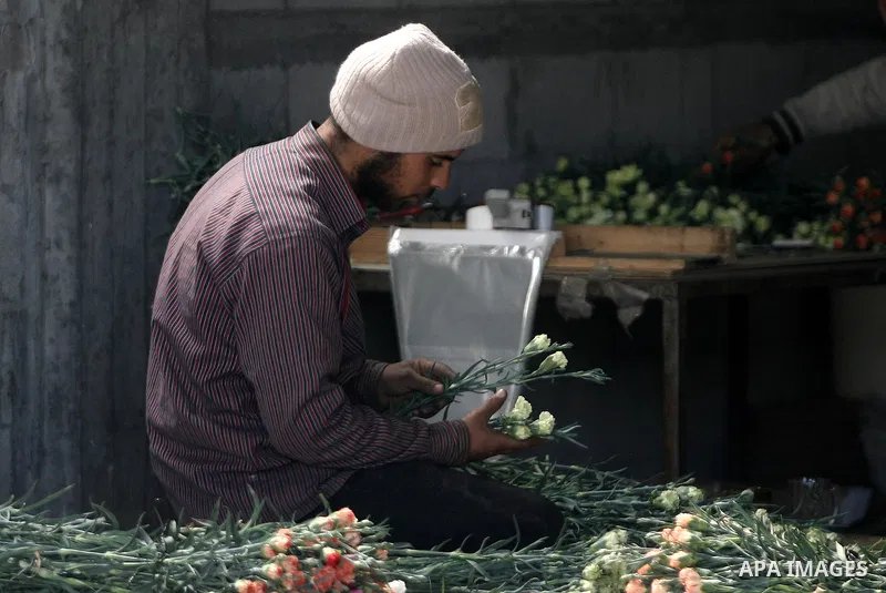 A Palestinian laborer picks carnations to be sold on Valentine's Day, in at a flower farm in Rafah in the southern Gaza Strip on Feb. 12, 2014. Photo by Eyad Al Baba
