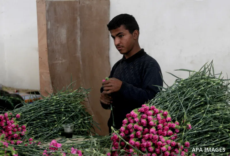 A Palestinian laborer picks carnations to be sold on Valentine's Day, in at a flower farm in Rafah in the southern Gaza Strip on Feb. 12, 2014. Photo by Eyad Al Baba