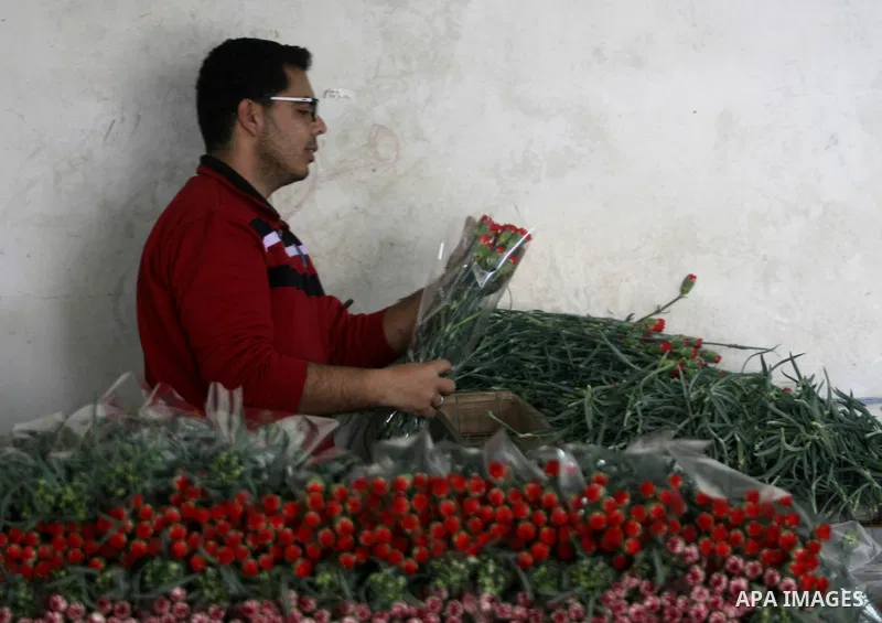 A Palestinian laborer picks carnations to be sold on Valentine's Day, in at a flower farm in Rafah in the southern Gaza Strip on Feb. 12, 2014. Photo by Eyad Al Baba