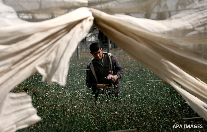 A Palestinian laborer picks carnations to be sold on Valentine's Day, in at a flower farm in Rafah in the southern Gaza Strip on Feb. 12, 2014. Photo by Eyad Al Baba