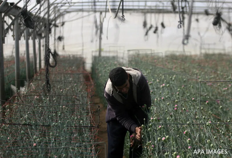 A Palestinian laborer picks carnations to be sold on Valentine's Day, in at a flower farm in Rafah in the southern Gaza Strip on Feb. 12, 2014. Photo by Eyad Al Baba
