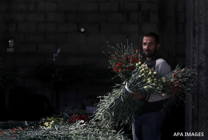A Palestinian laborer picks carnations to be sold on Valentine's Day, in at a flower farm in Rafah in the southern Gaza Strip on Feb. 12, 2014. Photo by Eyad Al Baba