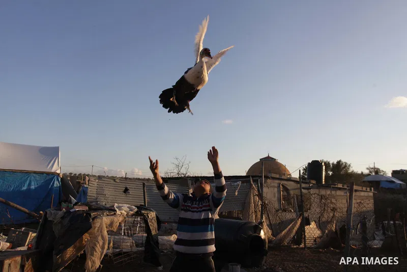 A Palestinian boy plays with a duck outside his family's house in Khan Younis in the southern Gaza Strip, February 17, 2014. Photo by Ashraf Amra