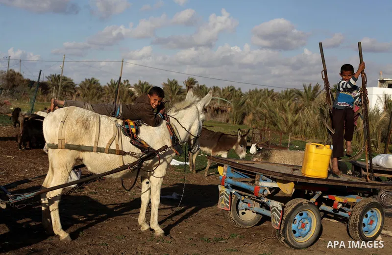 Palestinian children play on donkey carts outside their family's house in Khan Younis in the southern Gaza Strip, February 17, 2014. Photo by Ashraf Amra