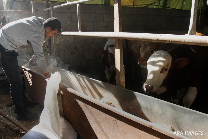 A Palestinian farmer feeds buffalo at his farm in Gaza City on Feb. 19, 2014. Palestinian butchers campaign discounts on prices of fresh meat to confront the sharp reduction in demand due to the blockaded territory’s eco...