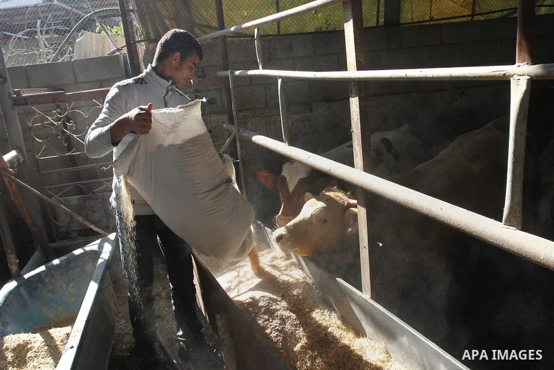 A Palestinian farmer feeds buffalo at his farm in Gaza City on Feb. 19, 2014. Palestinian butchers campaign discounts on prices of fresh meat to confront the sharp reduction in demand due to the blockaded territory’s eco...