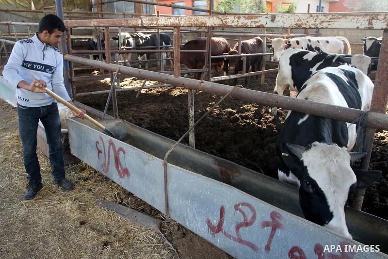 A Palestinian farmer feeds buffalo at his farm in Gaza City on Feb. 19, 2014. Palestinian butchers campaign discounts on prices of fresh meat to confront the sharp reduction in demand due to the blockaded territory’s eco...