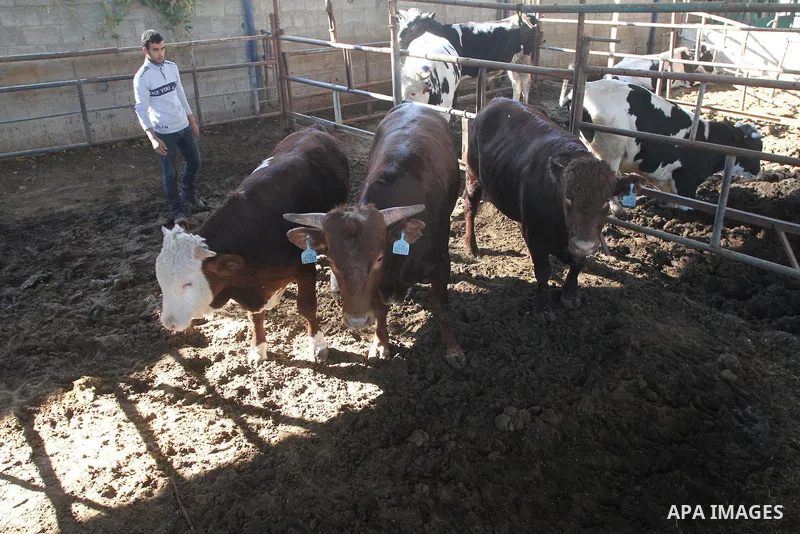 A Palestinian farmer feeds buffalo at his farm in Gaza City on Feb. 19, 2014. Palestinian butchers campaign discounts on prices of fresh meat to confront the sharp reduction in demand due to the blockaded territory’s eco...