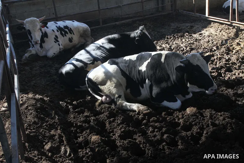 Buffalo are seen at a farm in Gaza City on Feb. 19, 2014. Palestinian butchers campaign discounts on prices of fresh meat to confront the sharp reduction in demand due to the blockaded territory’s economic woes in the Ga...