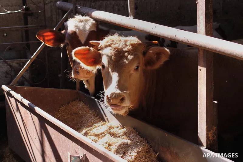 Buffalo are seen at a farm in Gaza City on Feb. 19, 2014. Palestinian butchers campaign discounts on prices of fresh meat to confront the sharp reduction in demand due to the blockaded territory’s economic woes in the Ga...