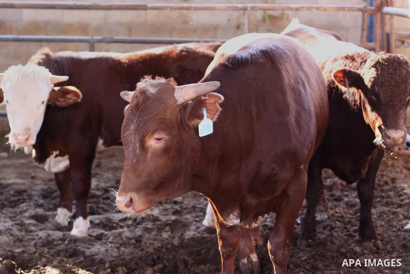 Buffalo are seen at a farm in Gaza City on Feb. 19, 2014. Palestinian butchers campaign discounts on prices of fresh meat to confront the sharp reduction in demand due to the blockaded territory’s economic woes in the Ga...