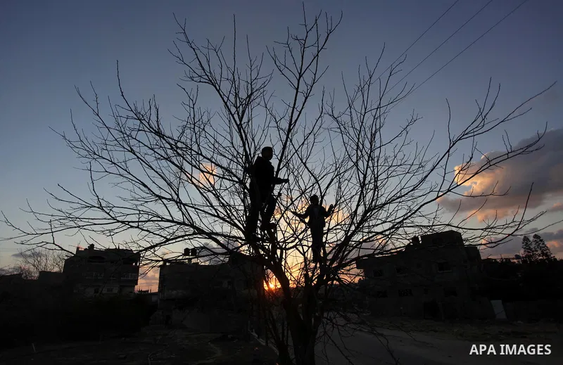 Palestinian children play on a tree outside their family's house in Beit Lahia, northern Gaza Strip February 27, 2014. Photo by Ashraf Amra