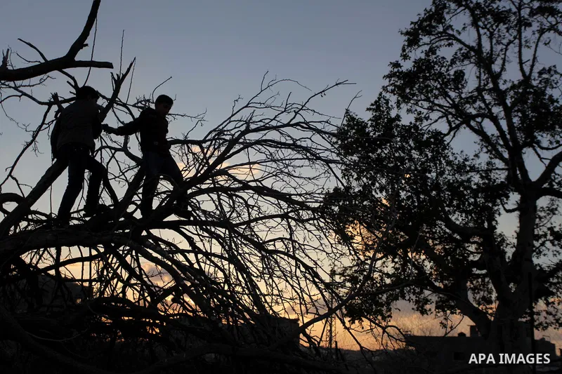 Palestinian children play on a tree outside their family's house in Beit Lahia, northern Gaza Strip February 27, 2014. Photo by Ashraf Amra