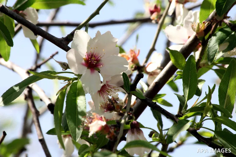 Flowers and trees bloom in the village of Suba west of Jerusalem, March 05, 2014. Suba was a Palestinian Arab village west of Jerusalem that was mostly destroyed with the exception few deserted and partially destroyed ho...