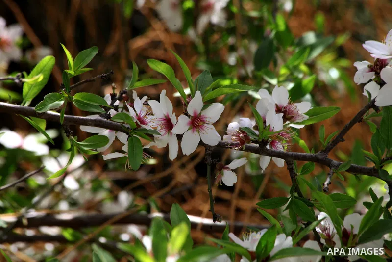 Flowers and trees bloom in the village of Suba west of Jerusalem, March 05, 2014. Suba was a Palestinian Arab village west of Jerusalem that was mostly destroyed with the exception few deserted and partially destroyed ho...