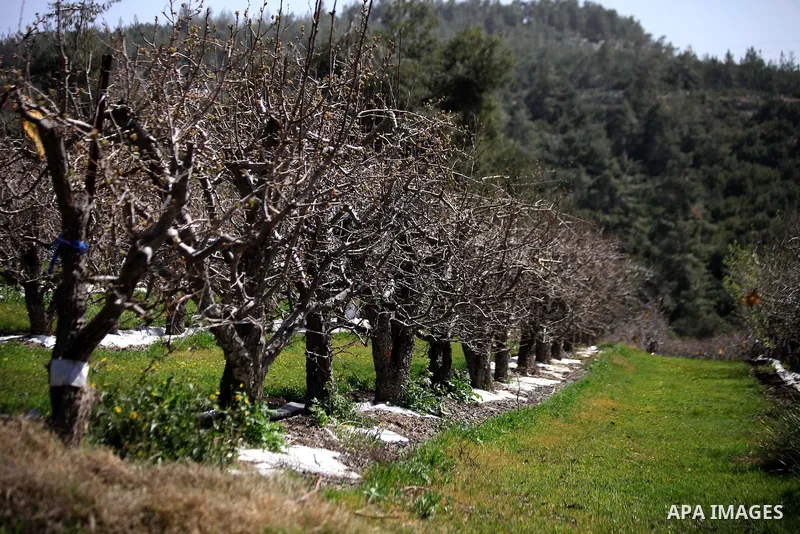 Flowers and trees bloom in the village of Suba west of Jerusalem, March 05, 2014. Suba was a Palestinian Arab village west of Jerusalem that was mostly destroyed with the exception few deserted and partially destroyed ho...