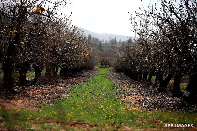 Flowers and trees bloom in the village of Suba west of Jerusalem, March 05, 2014. Suba was a Palestinian Arab village west of Jerusalem that was mostly destroyed with the exception few deserted and partially destroyed ho...
