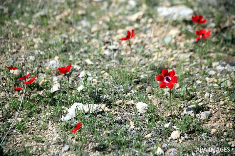 Flowers and trees bloom in the village of Suba west of Jerusalem, March 05, 2014. Suba was a Palestinian Arab village west of Jerusalem that was mostly destroyed with the exception few deserted and partially destroyed ho...