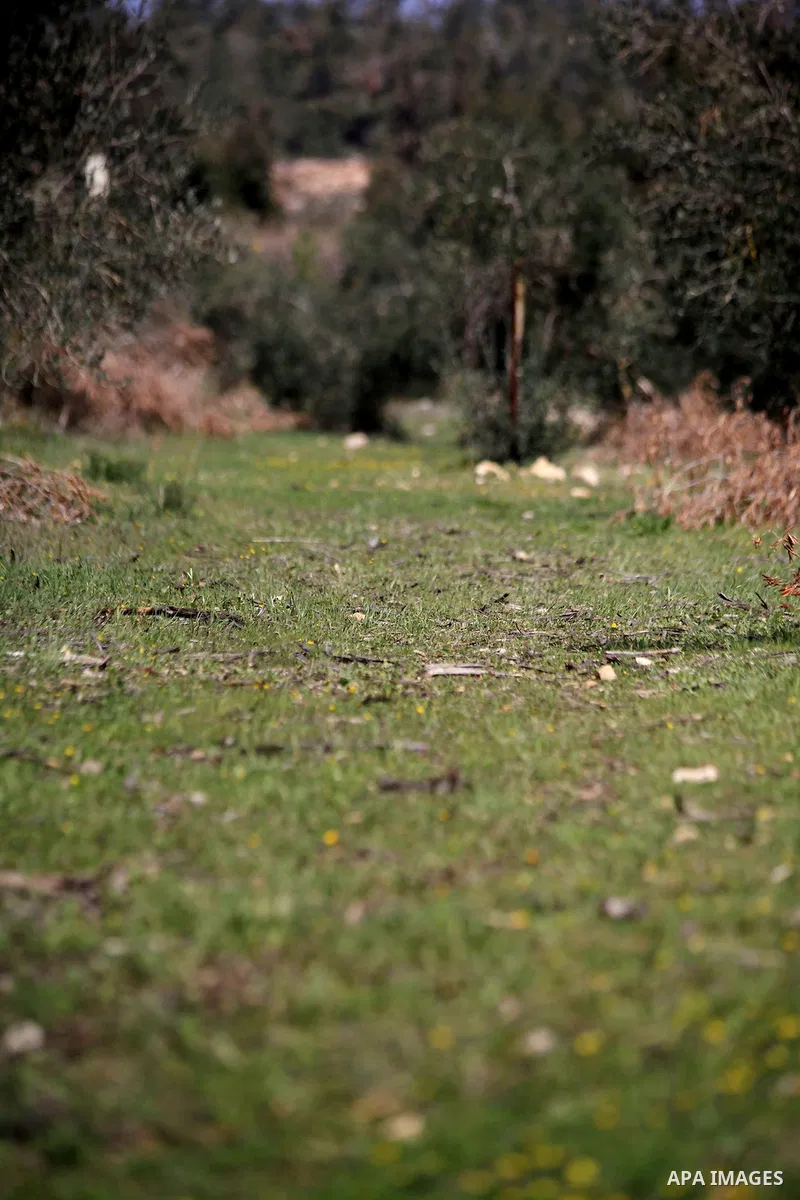 Flowers and trees bloom in the village of Suba west of Jerusalem, March 05, 2014. Suba was a Palestinian Arab village west of Jerusalem that was mostly destroyed with the exception few deserted and partially destroyed ho...