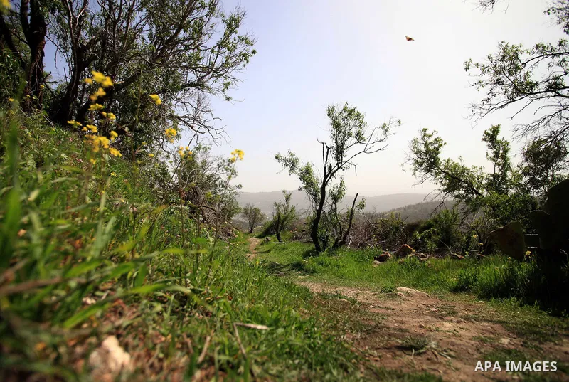 Flowers and trees bloom in the village of Suba west of Jerusalem, March 05, 2014. Suba was a Palestinian Arab village west of Jerusalem that was mostly destroyed with the exception few deserted and partially destroyed ho...