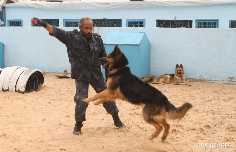 A Palestinian handler trains a dog at a police dog training centre in Gaza City March 17, 2014. A police dog training centre created by the anti-drug unit in Gaza in early 2012, includes 16 police dogs to work throughout...