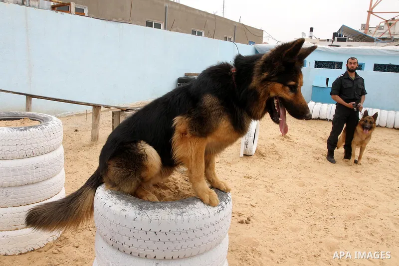 A Palestinian handler trains a dog at a police dog training centre in Gaza City March 17, 2014. A police dog training centre created by the anti-drug unit in Gaza in early 2012, includes 16 police dogs to work throughout...