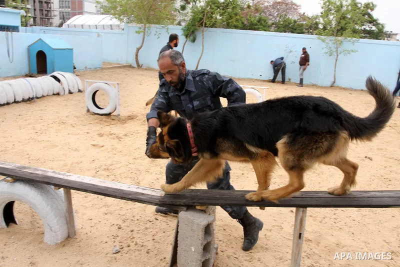 A Palestinian handler trains a dog at a police dog training centre in Gaza City March 17, 2014. A police dog training centre created by the anti-drug unit in Gaza in early 2012, includes 16 police dogs to work throughout...
