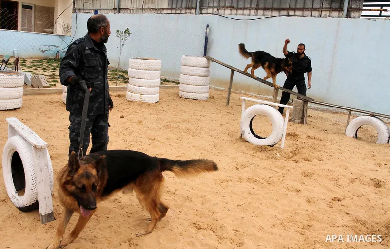 Palestinian handlers train dogs at a police dog training centre in Gaza City March 17, 2014. A police dog training centre created by the anti-drug unit in Gaza in early 2012, includes 16 police dogs to work throughout th...