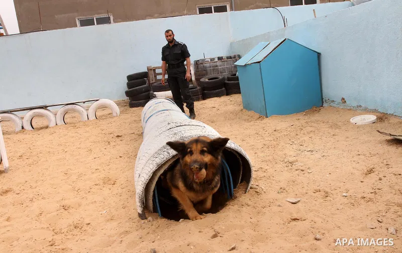 A Palestinian handler trains a dog at a police dog training centre in Gaza City March 17, 2014. A police dog training centre created by the anti-drug unit in Gaza in early 2012, includes 16 police dogs to work throughout...