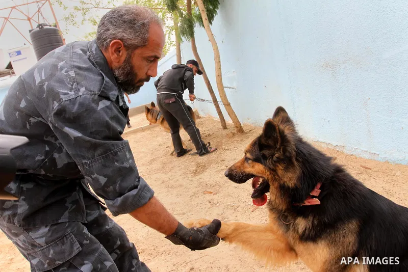 Palestinian handlers train dogs at a police dog training centre in Gaza City March 17, 2014. A police dog training centre created by the anti-drug unit in Gaza in early 2012, includes 16 police dogs to work throughout th...