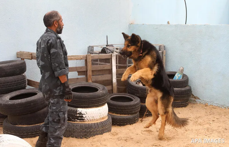 A Palestinian handler trains a dog at a police dog training centre in Gaza City March 17, 2014. A police dog training centre created by the anti-drug unit in Gaza in early 2012, includes 16 police dogs to work throughout...