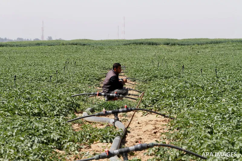 A Palestinian farmer participates in a cultivation of olive trees during a rally marking Land Day in Jabalya in the northern Gaza Strip on March 29, 2014. The annual demonstrations mark the deaths of six Arab Israeli pro...