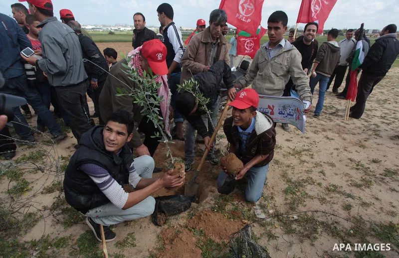 Palestinian supporters of the Popular Front for the Liberation of Palestine participate in a cultivation of olive trees during a rally marking Land Day in Jabalya in the northern Gaza Strip on March 30, 2014. The annual...