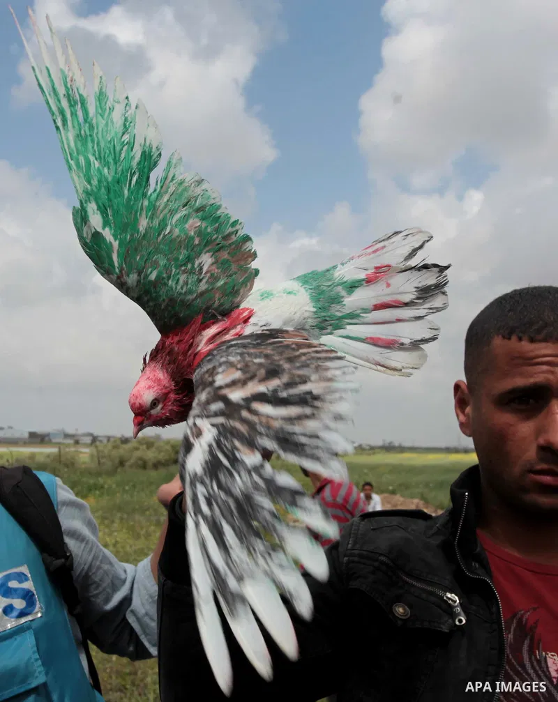 A protester holds a dove with Palestinian flag colors during a protest marking Land Day at the border between Israel and Gaza Strip, on March 30, 2014. March 30 marks Land Day, the annual commemoration of protests in 197...