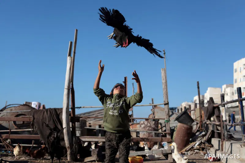 A Palestinian boy plays with a hen outside his family's house at Shati refugee camp, in Gaza City on April 27, 2014. The Israeli prime minister, Binyamin Netanyahu, accused the western-backed Palestinian president, Mahmo...
