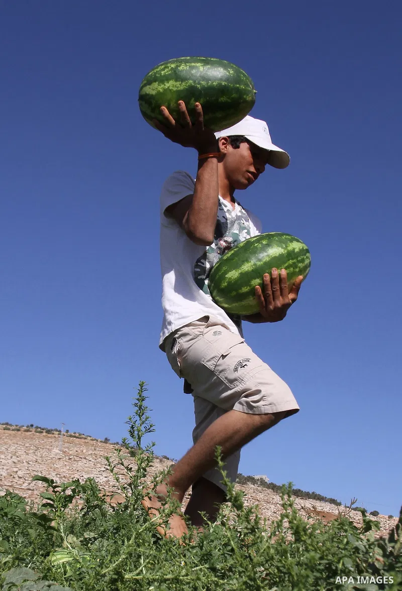 A Palestinian farmer harvests watermelon at a field cultivated in the West Bank village of Tammoun, near Nablus on June 09, 2014. Photo by Nedal Eshtayah