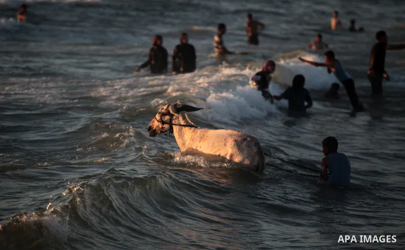 A Palestinian youth walks with his donkey in the sea on the beach in the central Gaza Strip June 26, 2014. Palestinian Environment Quality Authority said in a statement the pollution of the seawater has gone beyond 50 pe...