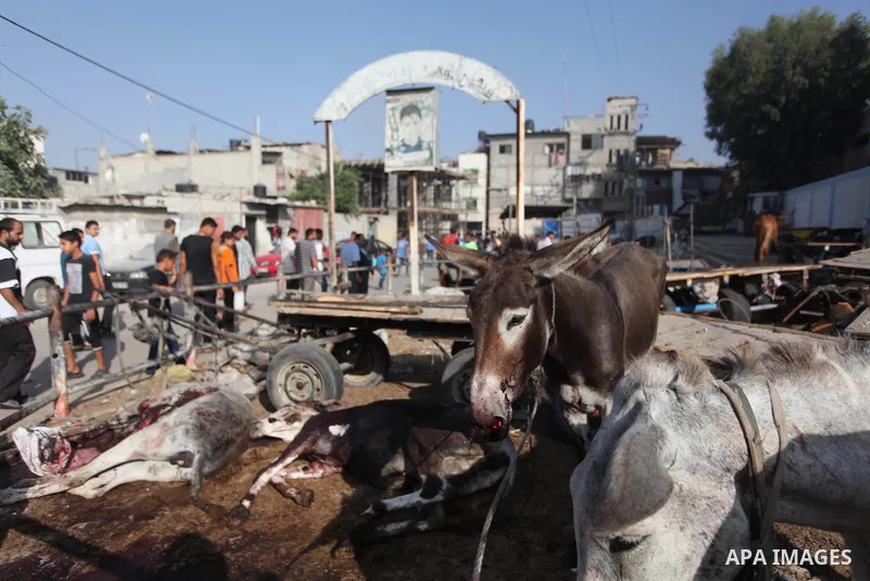 Palestinians look at donkeys killed and wounded, by an Israeli strike earlier, at and around the adjacent Abu Hussein U.N. school, seen background, in Jebaliya refugee camp, northern Gaza Strip, Wednesday, July 30, 2014....
