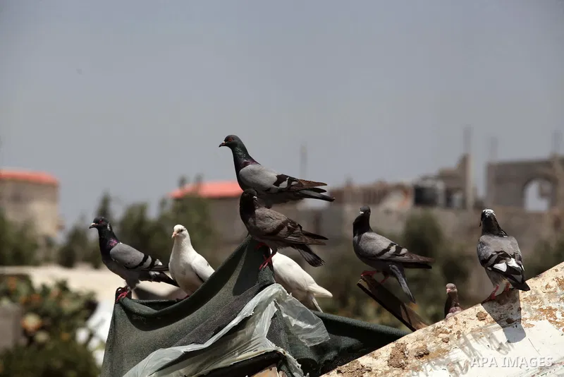 Doves stand on the rubble of a house, which witnesses said was badly damaged during the Israeli offensive, in the east of Rafah in the southern Gaza Strip August 5, 2014. Israel pulled its ground forces out of the Gaza S...
