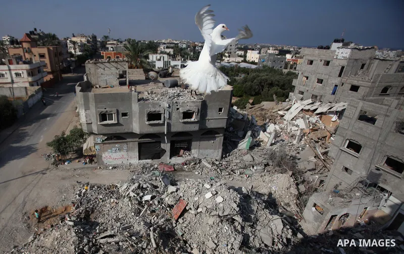 A Pigeon flies near the remains of a house, which witnesses said was destroyed by an Israeli air strike, in the central Gaza Strip August 23, 2014. Israeli aircraft bombed the Gaza Strip on Saturday and Palestinian milit...