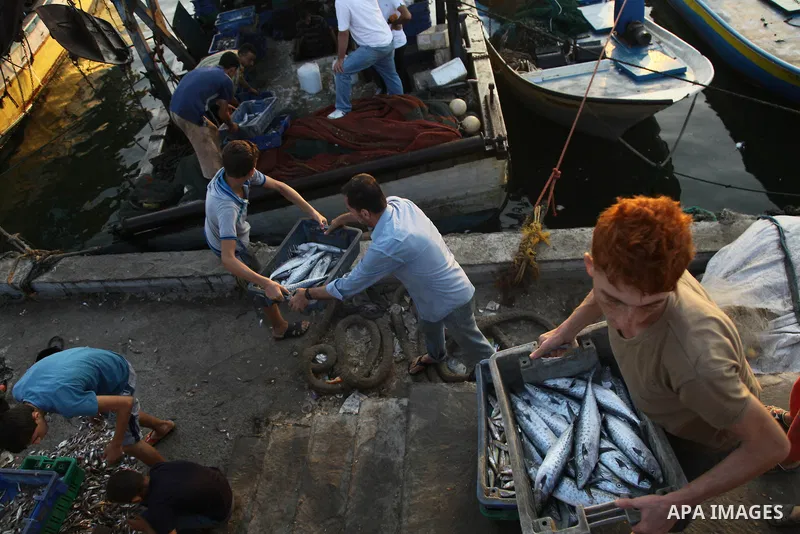Palestinian fishermen collect boxes of fish at Gaza's seaport in Gaza City August 29, 2014. Israel and Hamas accepted an Egyptian proposal for a long-term ceasefire in war-torn Gaza on August 26 in a move to end 50 days...