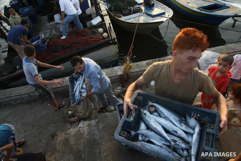 Palestinian fishermen collect boxes of fish at Gaza's seaport in Gaza City August 29, 2014. Israel and Hamas accepted an Egyptian proposal for a long-term ceasefire in war-torn Gaza on August 26 in a move to end 50 days...