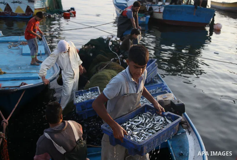 Palestinian fishermen collect boxes of fish at Gaza's seaport in Gaza City August 29, 2014. Israel and Hamas accepted an Egyptian proposal for a long-term ceasefire in war-torn Gaza on August 26 in a move to end 50 days...