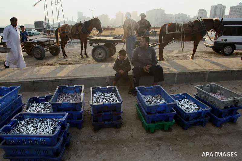 A Palestinian fisherman sells fish at Gaza's seaport in Gaza City early on August 29, 2014. Israel and Hamas accepted an Egyptian proposal for a long-term ceasefire in war-torn Gaza on August 26 in a move to end 50 days...