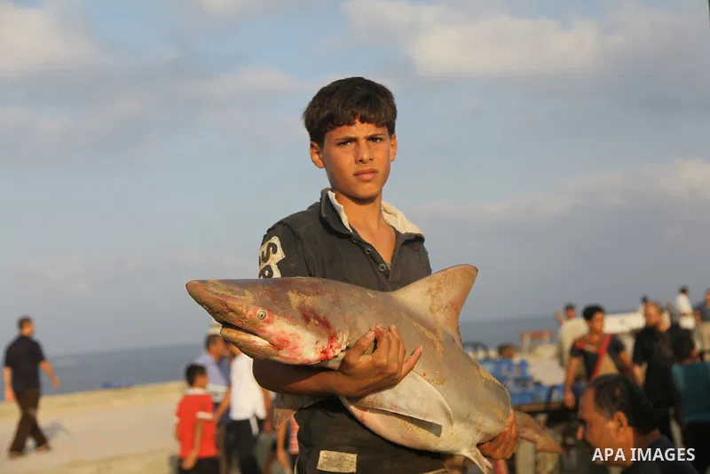 A Palestinian boy carries a baby sharks at Gaza's seaport in Gaza City early on August 29, 2014. Israel and Hamas accepted an Egyptian proposal for a long-term ceasefire in war-torn Gaza on August 26 in a move to end 50...
